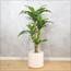 نبتة دراسينا - 110 سم-InfluencerCodes_Ramadan26_All_20012026-image-5