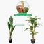 نبتة دراسينا - 110 سم-InfluencerCodes_Ramadan26_All_20012026-image-3