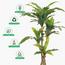 نبتة دراسينا - 110 سم-InfluencerCodes_Ramadan26_All_20012026-image-2