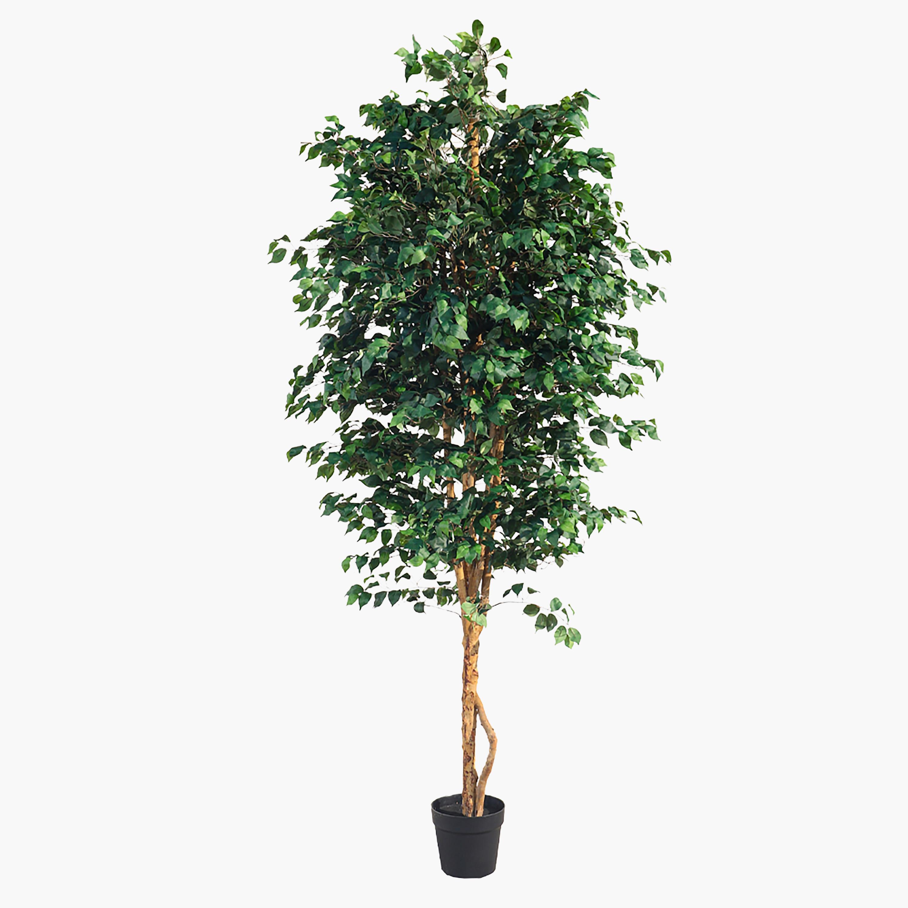 Ficus Tree - 280 cm