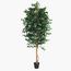 شجرة فيكس - 280 سم-InfluencerCodes_Ramadan26_All_20012026-image-5
