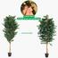 شجرة فيكس - 280 سم-InfluencerCodes_Ramadan26_All_20012026-image-4