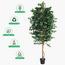 شجرة فيكس - 280 سم-InfluencerCodes_Ramadan26_All_20012026-image-3