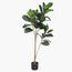 شجرة الفيكس - 140 سم-InfluencerCodes_Ramadan26_All_20012026-image-6