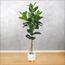 شجرة الفيكس - 140 سم-InfluencerCodes_Ramadan26_All_20012026-image-5
