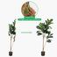 شجرة الفيكس - 140 سم-InfluencerCodes_Ramadan26_All_20012026-image-3