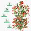 شجرة البوغانفيليا في أصيص - 220 سم-InfluencerCodes_Ramadan26_All_20012026-image-2