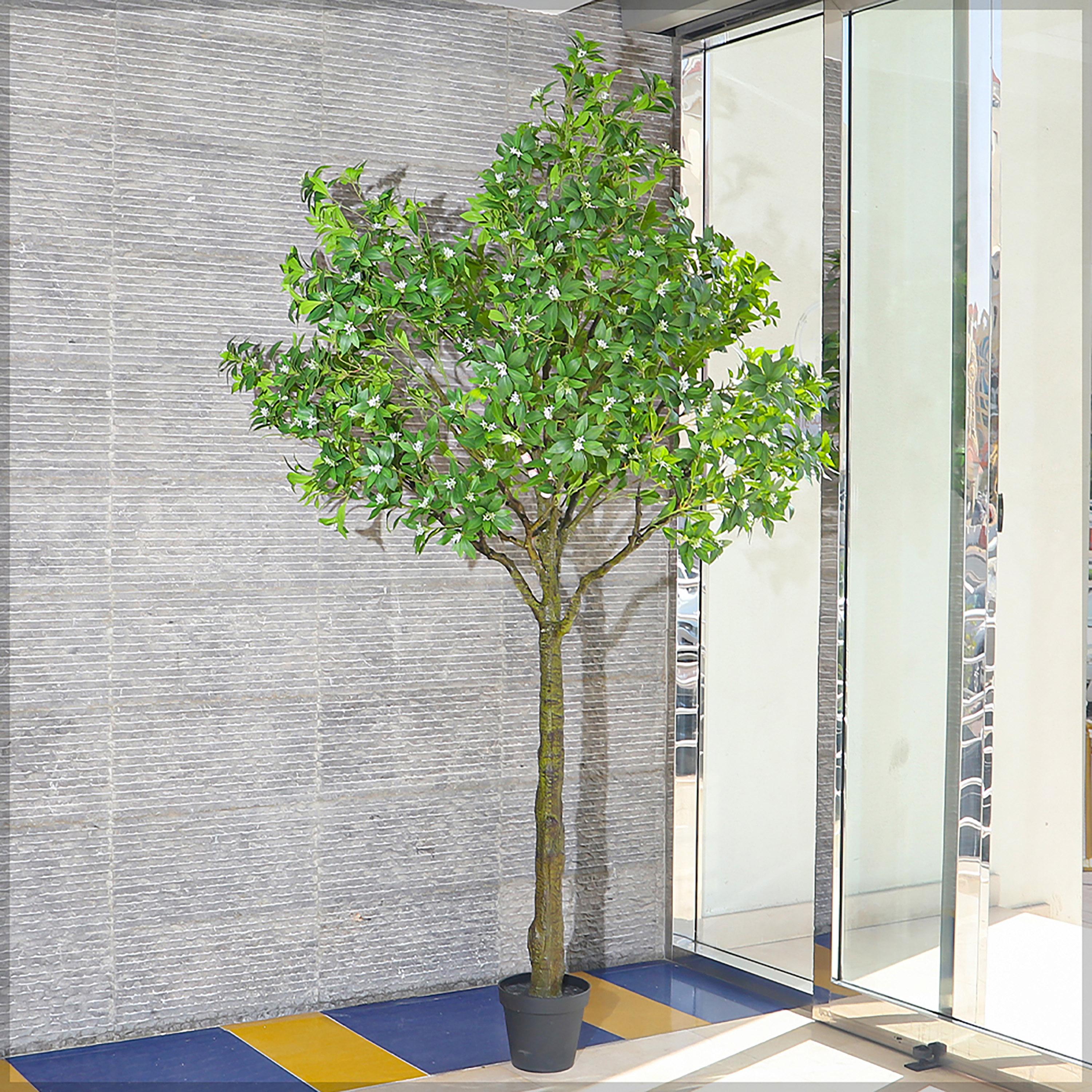 Jasmine Tree in Pot - 260 cm