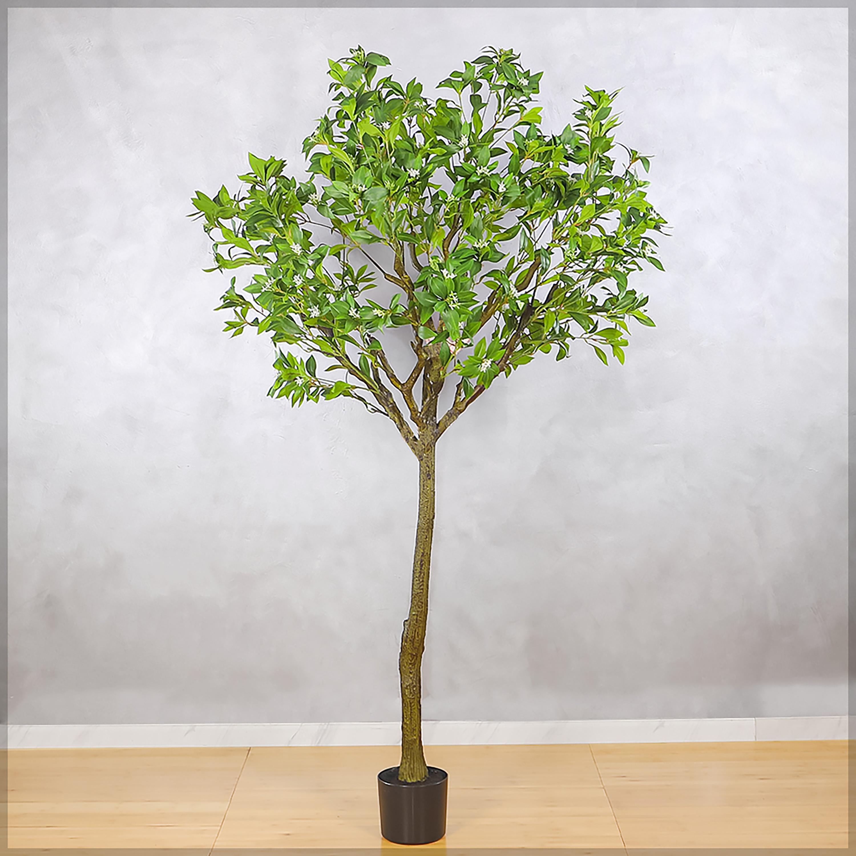 Jasmine Tree in Pot - 180 cm