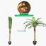 Palm Tree - 170 cm-InfluencerCodes_Ramadan26_All_20012026-image-2