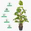 نبتة مونسترا في إناء - 95 سم-InfluencerCodes_Ramadan26_All_20012026-image-4