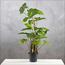 Monstera Plant in Pot - 95 cm-InfluencerCodes_Ramadan26_All_20012026-image-1