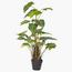 Monstera Plant in Pot - 95 cm-InfluencerCodes_Ramadan26_All_20012026-image-2