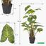 Monstera Plant in Pot - 95 cm-InfluencerCodes_Ramadan26_All_20012026-image-3
