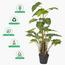 Monstera Plant in Pot - 95 cm-InfluencerCodes_Ramadan26_All_20012026-image-4