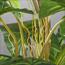 Monstera Plant in Pot - 95 cm-InfluencerCodes_Ramadan26_All_20012026-image-5