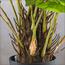 Monstera Plant in Pot - 95 cm-InfluencerCodes_Ramadan26_All_20012026-image-6