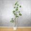 شجرة المورينجا - 260 سم-InfluencerCodes_Ramadan26_All_20012026-image-6