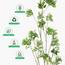 شجرة المورينجا - 260 سم-InfluencerCodes_Ramadan26_All_20012026-image-3