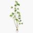 شجرة المورينجا - 260 سم-InfluencerCodes_Ramadan26_All_20012026-image-1