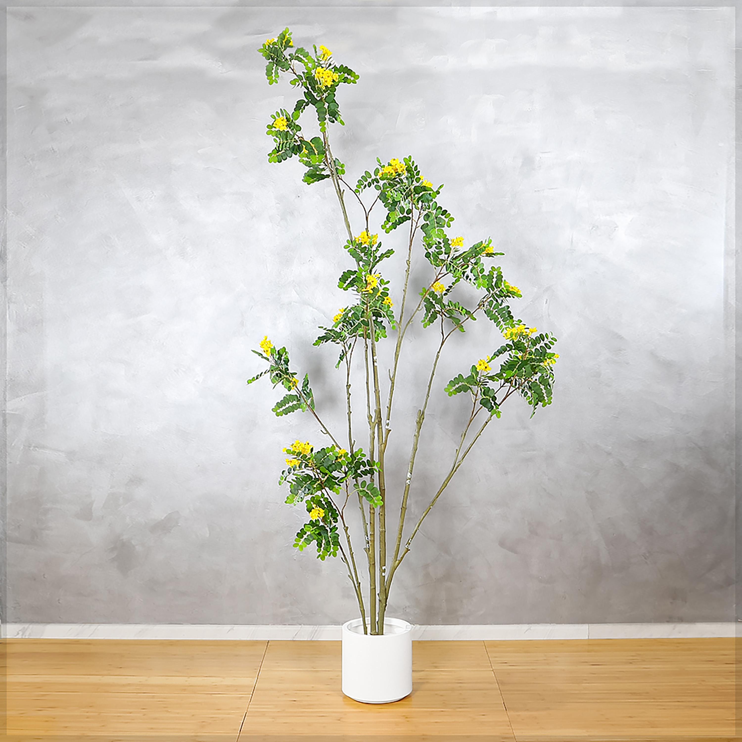 Moringa Tree - 260 cm