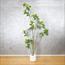 شجرة المورينجا - 260 سم-InfluencerCodes_Ramadan26_All_20012026-image-6