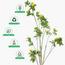 شجرة المورينجا - 260 سم-InfluencerCodes_Ramadan26_All_20012026-image-2