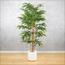 Bamboo Plant - 170 cm-InfluencerCodes_Ramadan26_All_20012026-image-2