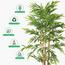 Bamboo Plant - 170 cm-InfluencerCodes_Ramadan26_All_20012026-image-3