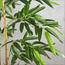 Bamboo Plant - 170 cm-InfluencerCodes_Ramadan26_All_20012026-image-5