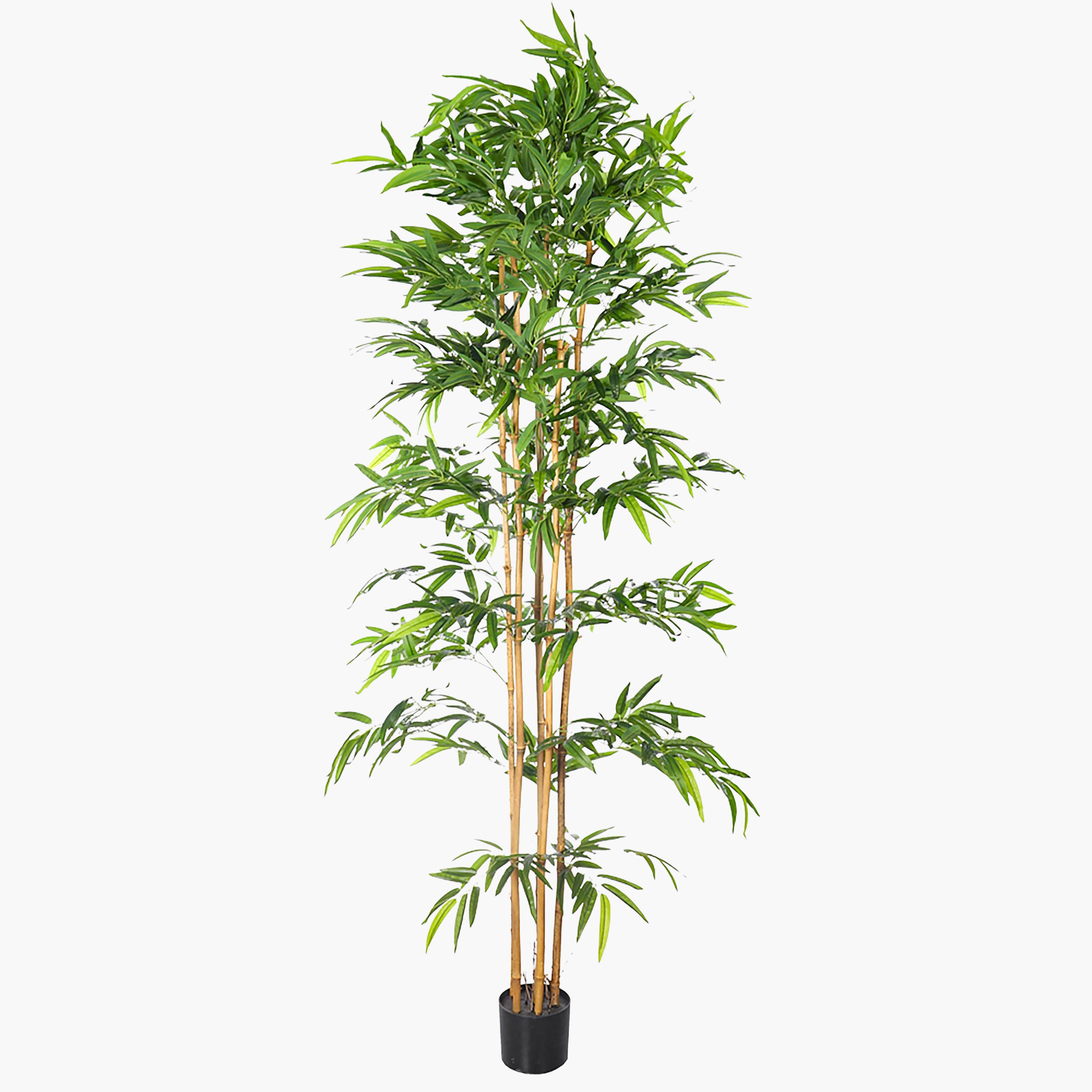 Bamboo Plant - 230 cm