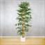 Bamboo Plant - 230 cm-InfluencerCodes_Ramadan26_All_20012026-image-2