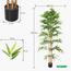 Bamboo Plant - 230 cm-InfluencerCodes_Ramadan26_All_20012026-image-6