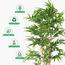 Bamboo Plant - 230 cm-InfluencerCodes_Ramadan26_All_20012026-image-3