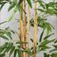 Bamboo Plant - 230 cm-InfluencerCodes_Ramadan26_All_20012026-image-5