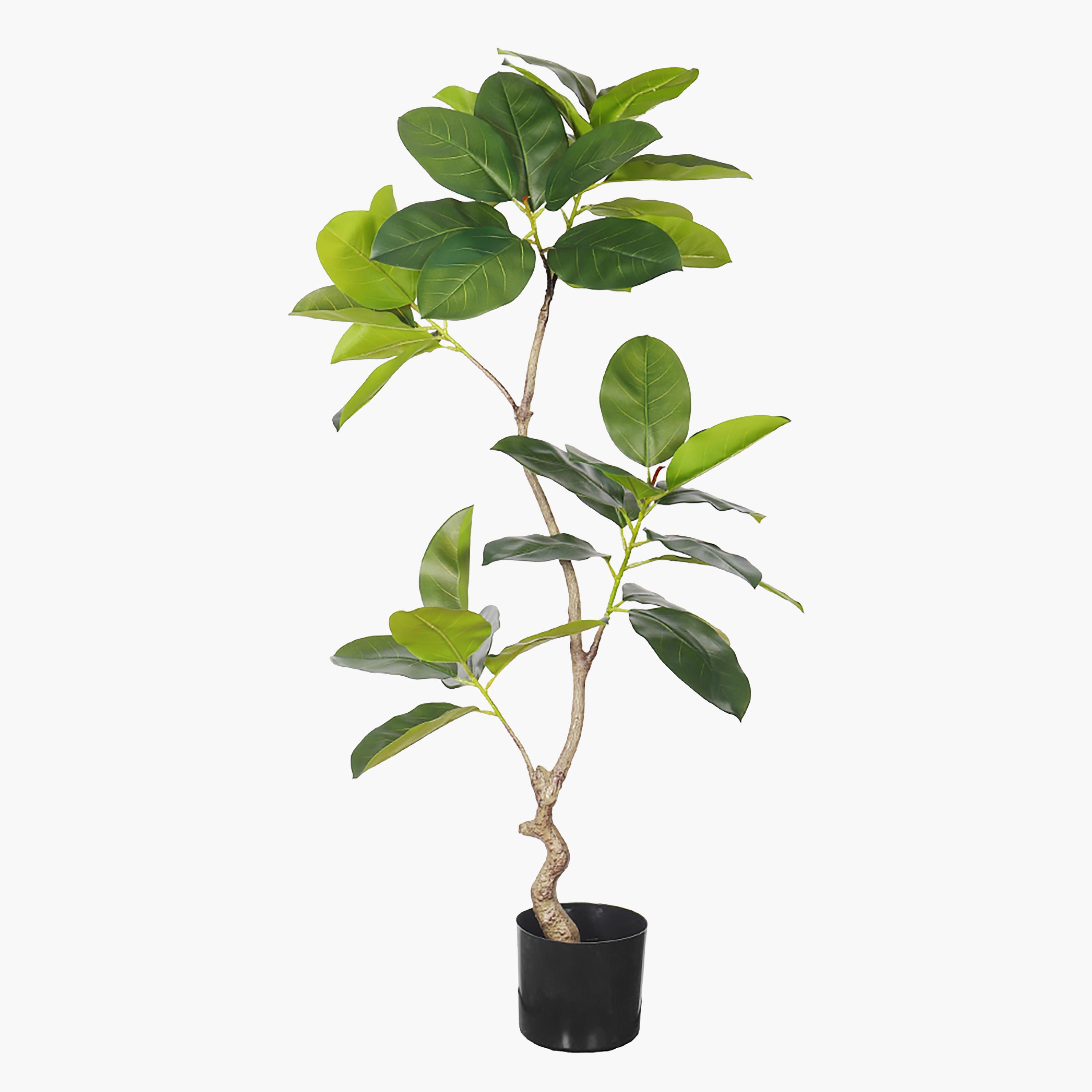 Rubber Plant in Pot - 170 cm