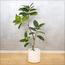 نبات المطاط في إناء - 170 سم-InfluencerCodes_Ramadan26_All_20012026-image-5