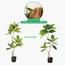 نبات المطاط في إناء - 170 سم-InfluencerCodes_Ramadan26_All_20012026-image-3