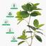 نبات المطاط في إناء - 170 سم-InfluencerCodes_Ramadan26_All_20012026-image-2