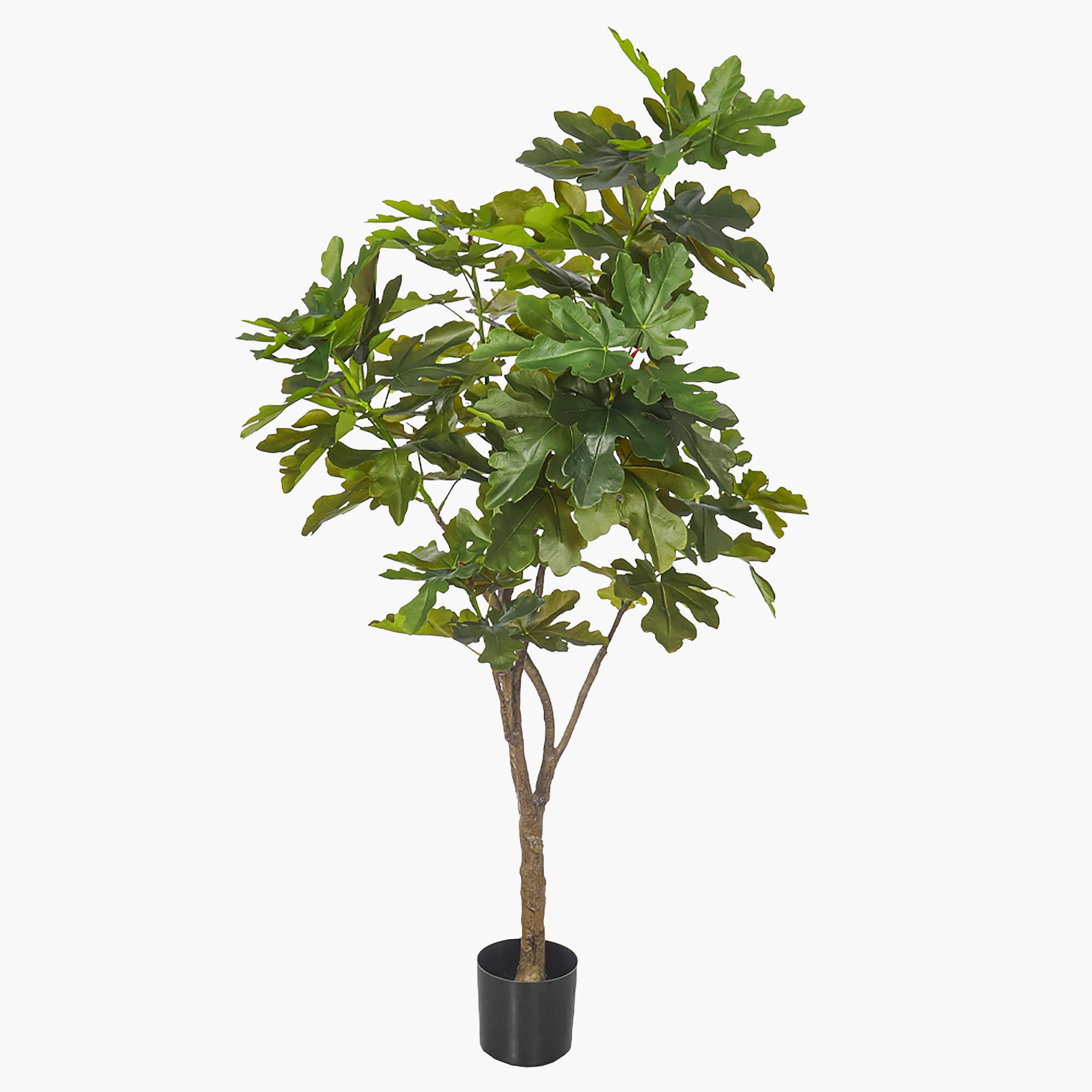 Fiddle Tree - 190 cm