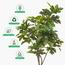 شجرة فيكس - 190 سم-InfluencerCodes_Ramadan26_All_20012026-image-2