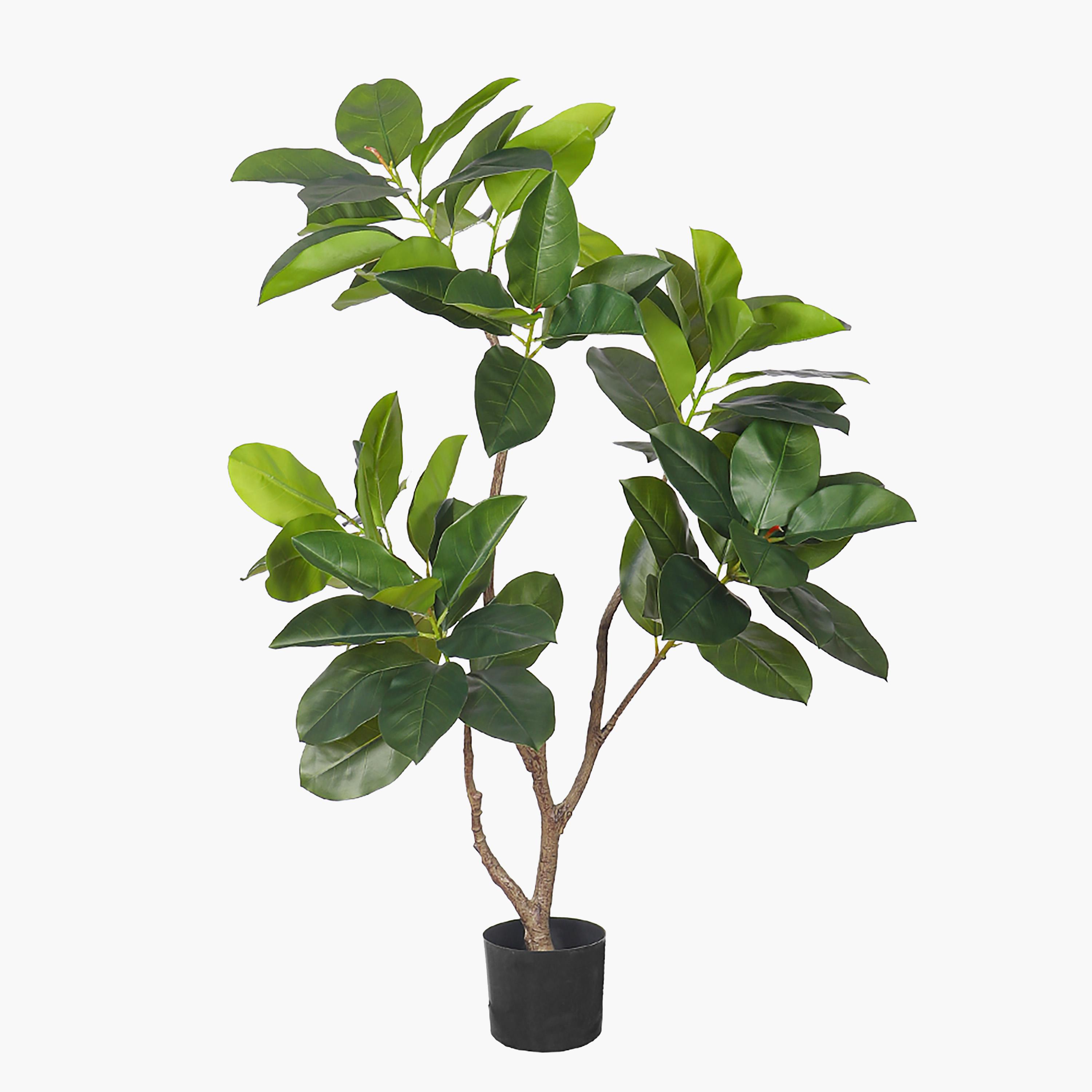 Rubber Plant in Pot - 130 cm