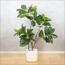 نبتة المطاط في إناء - 130 سم-InfluencerCodes_Ramadan26_All_20012026-image-5
