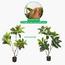نبتة المطاط في إناء - 130 سم-InfluencerCodes_Ramadan26_All_20012026-image-3