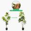 شجرة المطاط في أصيص - 170 سم-InfluencerCodes_Ramadan26_All_20012026-image-4