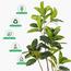 شجرة المطاط في أصيص - 170 سم-InfluencerCodes_Ramadan26_All_20012026-image-3