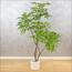 نبتة فيكس - 150 سم-InfluencerCodes_Ramadan26_All_20012026-image-5