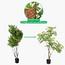 نبتة فيكس - 150 سم-InfluencerCodes_Ramadan26_All_20012026-image-3