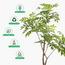 نبتة فيكس - 150 سم-InfluencerCodes_Ramadan26_All_20012026-image-2