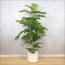 شجرة مونستيرا - 150 سم-InfluencerCodes_Ramadan26_All_20012026-image-5